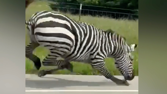 The animal appears to nearly trip over itself as it runs on the shoulder of the road.